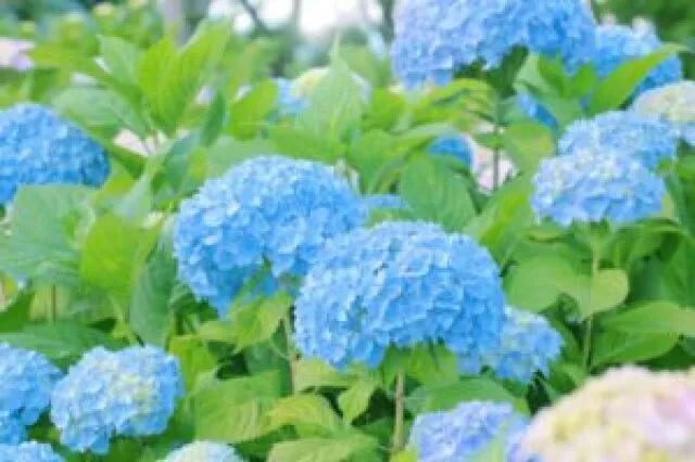 【あじさい・見ごろ】滋賀農業公園ブルーメの丘_1