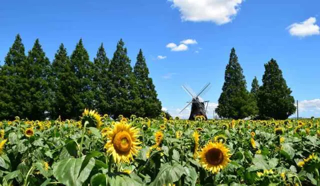 【花・見ごろ】あけぼの山農業公園のヒマワリ_1