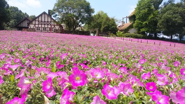 【花・見ごろ】おかやまフォレストパーク ドイツの森 カーペットペチュニア_1