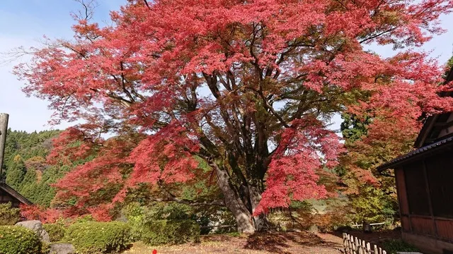 【紅葉・見ごろ】西慶寺_1