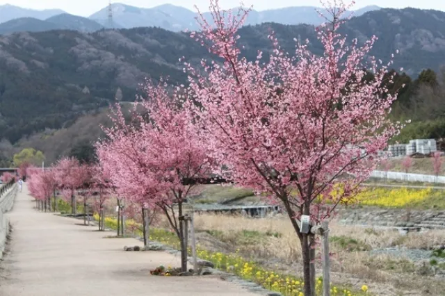 【桜・見ごろ】おかめ桜並木_1
