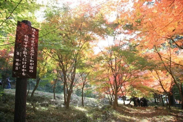【紅葉・見ごろ】もみじ山_1