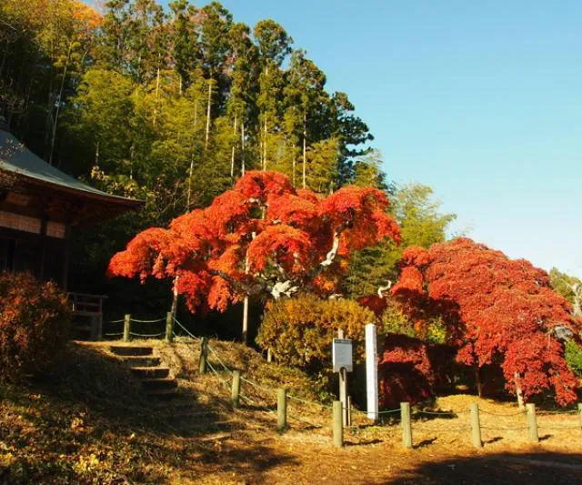 【紅葉・見ごろ】中釜戸のシダレモミジ_1