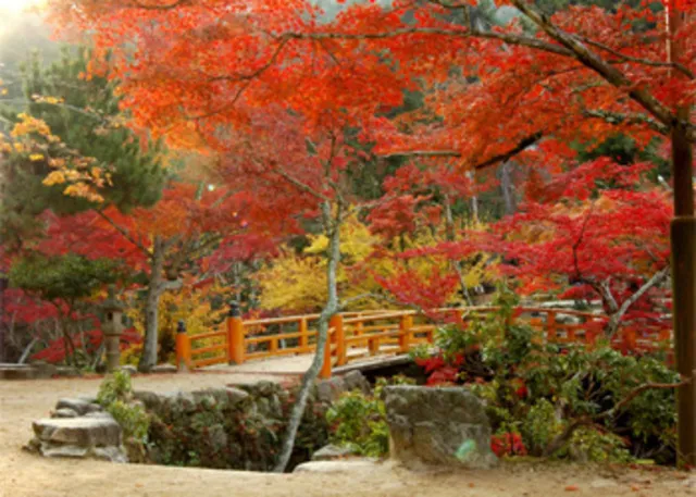 【紅葉・見ごろ】紅葉谷公園_1