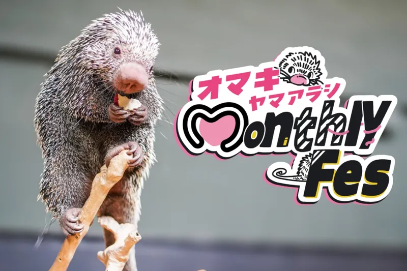 オマキヤマアラシ Monthly Fes
