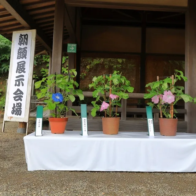 三溪園　朝顔展_1