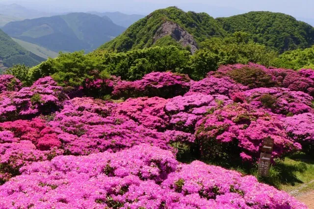 【花・見ごろ】鶴見岳のミヤマキリシマ_1