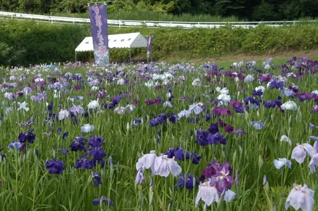 青山花しょうぶ園 開園