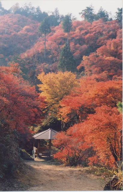 【紅葉・見ごろ】宮路山_1