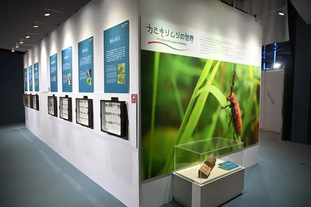 ゆめぎんが 自然史コレクション展「カミキリムシの世界」_1