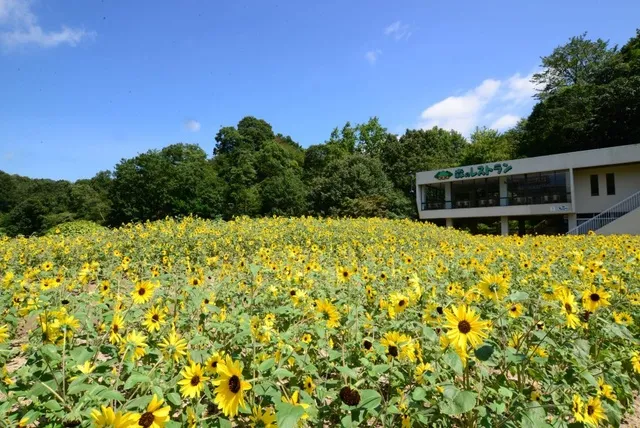 広島市植物公園 ヒマワリウィーク_1