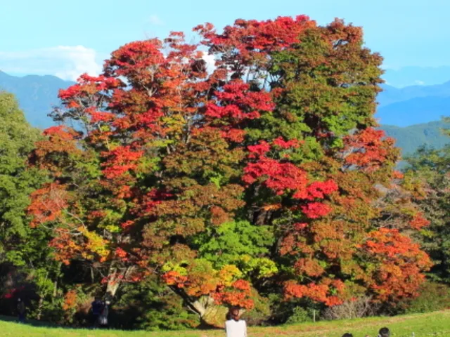 【紅葉・見ごろ】大峰高原 七色大カエデ_1