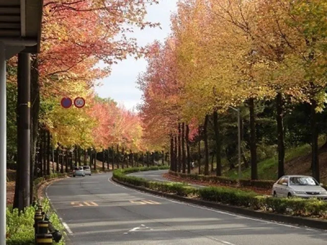 【紅葉・見ごろ】上之根大通り_1