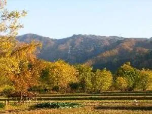 【紅葉・見ごろ】黄金の里_1