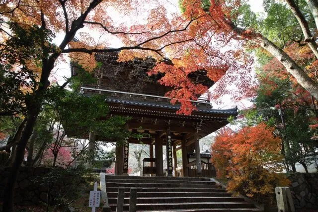 【紅葉・見ごろ】功山寺_1