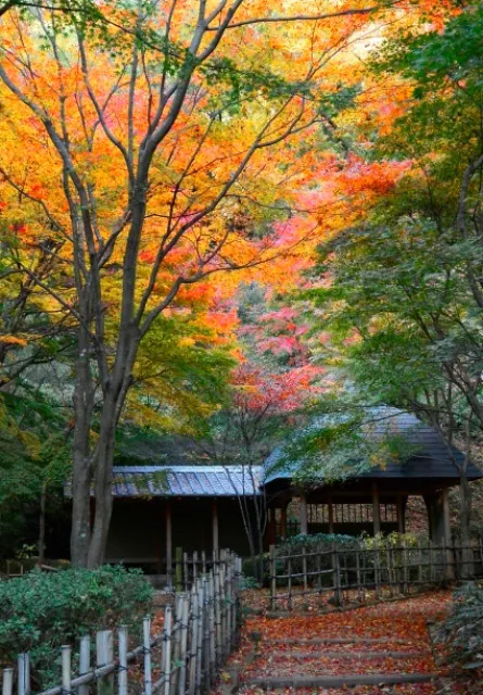 【紅葉・見ごろ】七沢森林公園_1