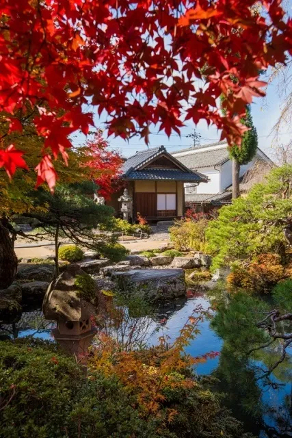 【紅葉・見ごろ】豪商の館　田中本家博物館「大庭」_1