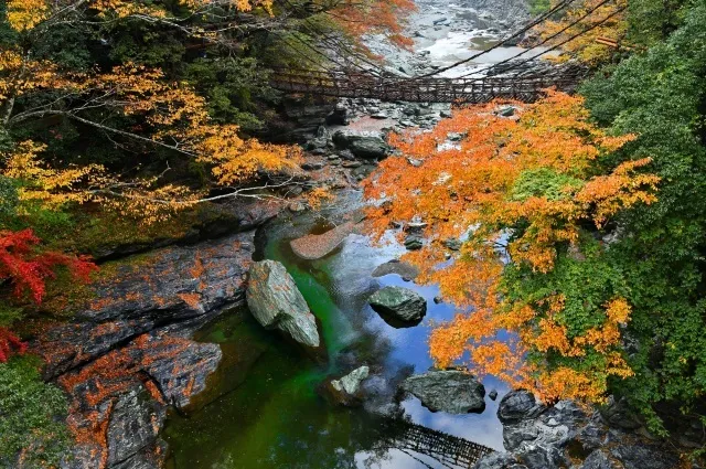 【紅葉・見ごろ】祖谷のかずら橋_1