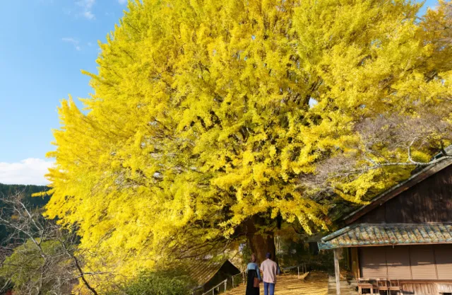 【紅葉・見ごろ】福定の大銀杏（宝泉寺）_1