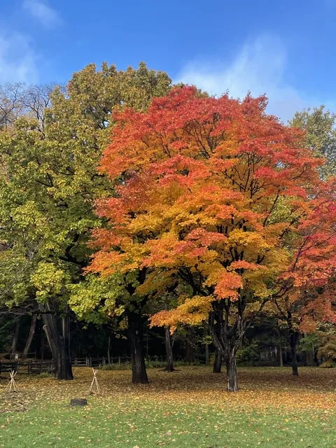 【紅葉・見ごろ】円山公園_1