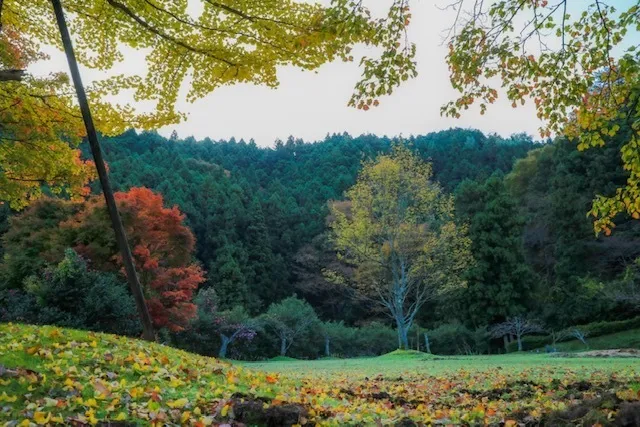 【紅葉・見ごろ】銚子ダム公園_1