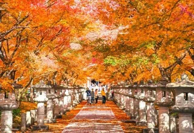 【紅葉・見ごろ】高山寺_1