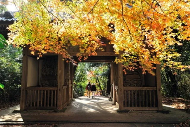 【紅葉・見ごろ】弥谷寺_1