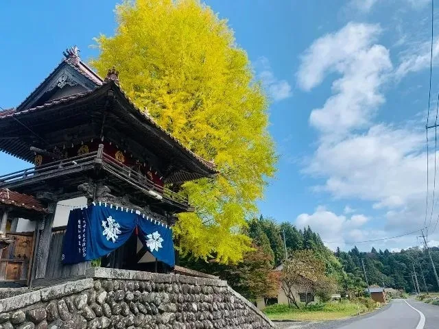 【紅葉・見ごろ】西教寺の大銀杏_1