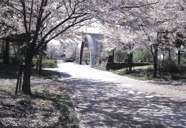 【桜・見ごろ】真土大塚山公園_1