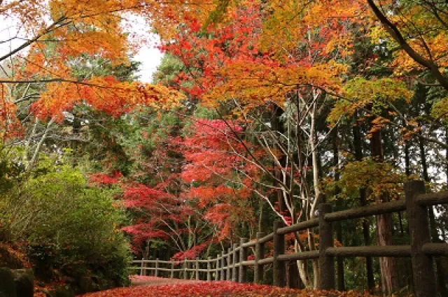 【紅葉・見ごろ】芭蕉の森公園_1