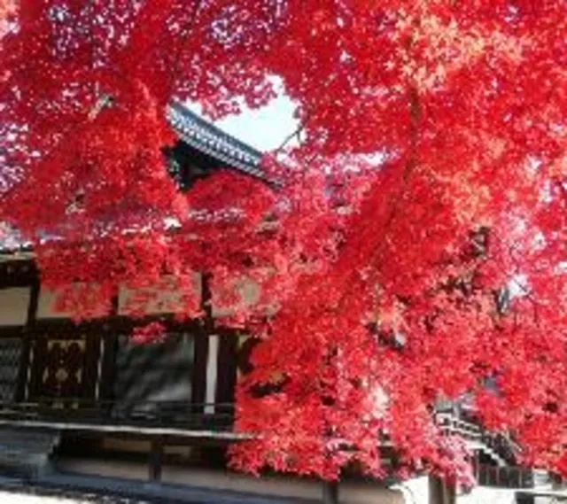 【紅葉・見ごろ】仁和寺_1