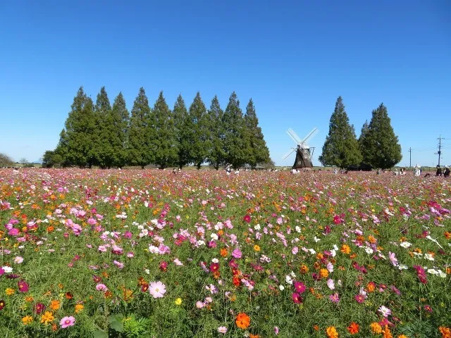 【花・見ごろ】あけぼの山農業公園のコスモス_1