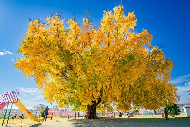 【紅葉・見ごろ】大和の大いちょう_1