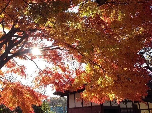 【紅葉・見ごろ】みその公園「横溝屋敷」_1