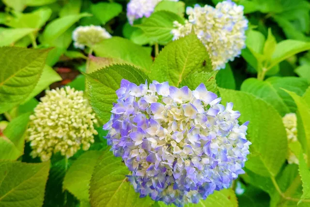 【あじさい・見ごろ】熊野那智大社 紫陽花園_1