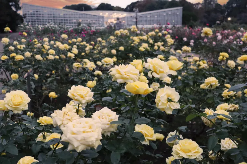 秋のバラフェスタ