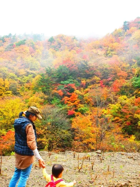 【紅葉・見ごろ】豊根村霧石峠_1