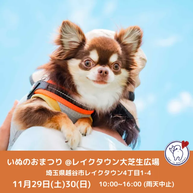 いぬのおまつり_1