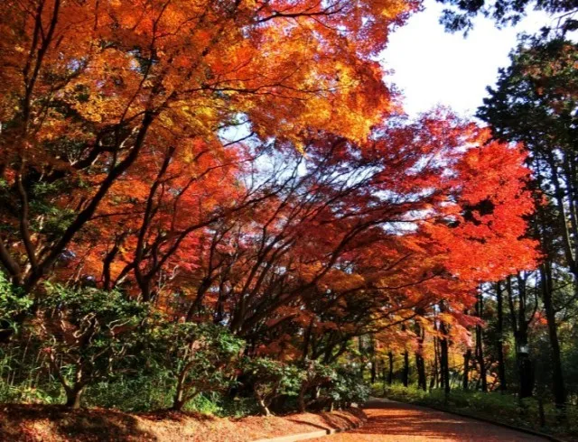 【紅葉・見ごろ】須磨離宮公園_1