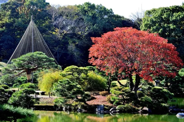 【紅葉・見ごろ】清澄庭園_1