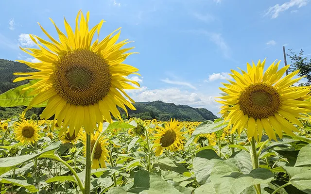 【花・見ごろ】上郷町のひまわり畑_1