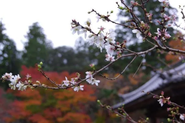 西明寺の紅葉と国宝本堂後陣仏像群 特別拝観