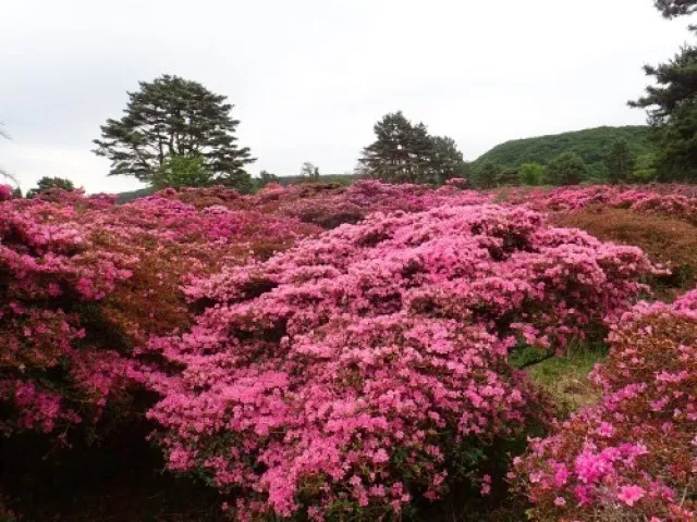 ミヤマキリシマツアー in 万年山