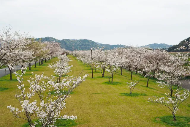 四万十川花紀行 入田桜づつみ公園桜