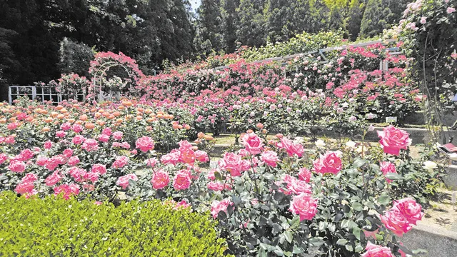 【花・見ごろ】霊山寺の春バラ_1
