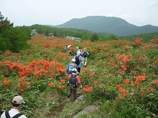 五味池破風高原　レンゲツツジin五味池～百万株の群生地～_1
