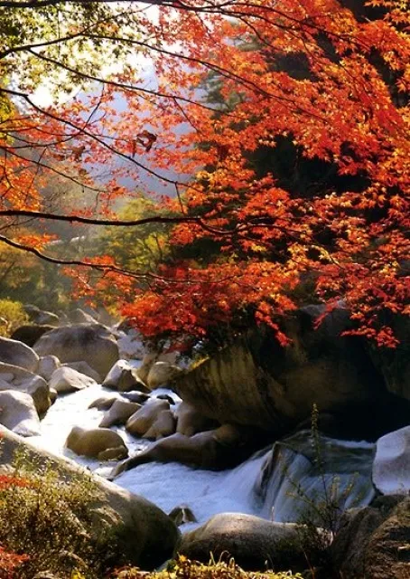 【紅葉・見ごろ】御岳昇仙峡_1