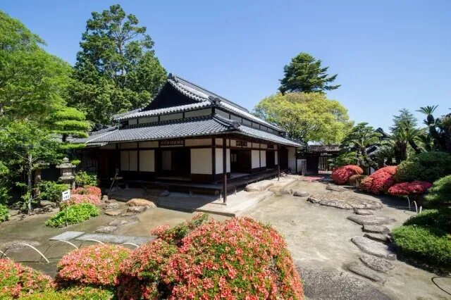 【花・見ごろ】旧野崎家住宅のサツキ_1