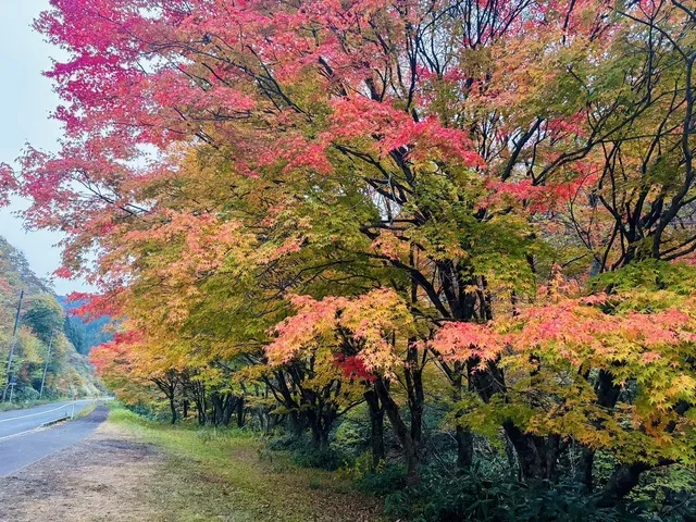 【紅葉・見ごろ】比婆山連邦_1