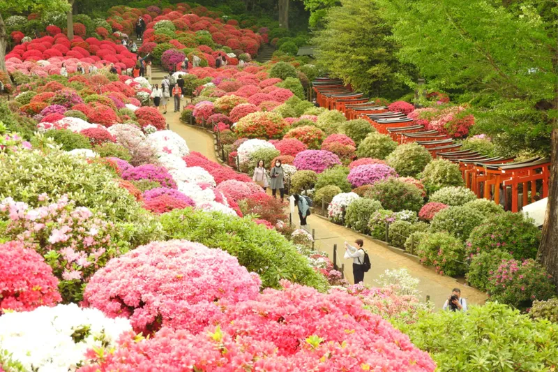 文京つつじまつり